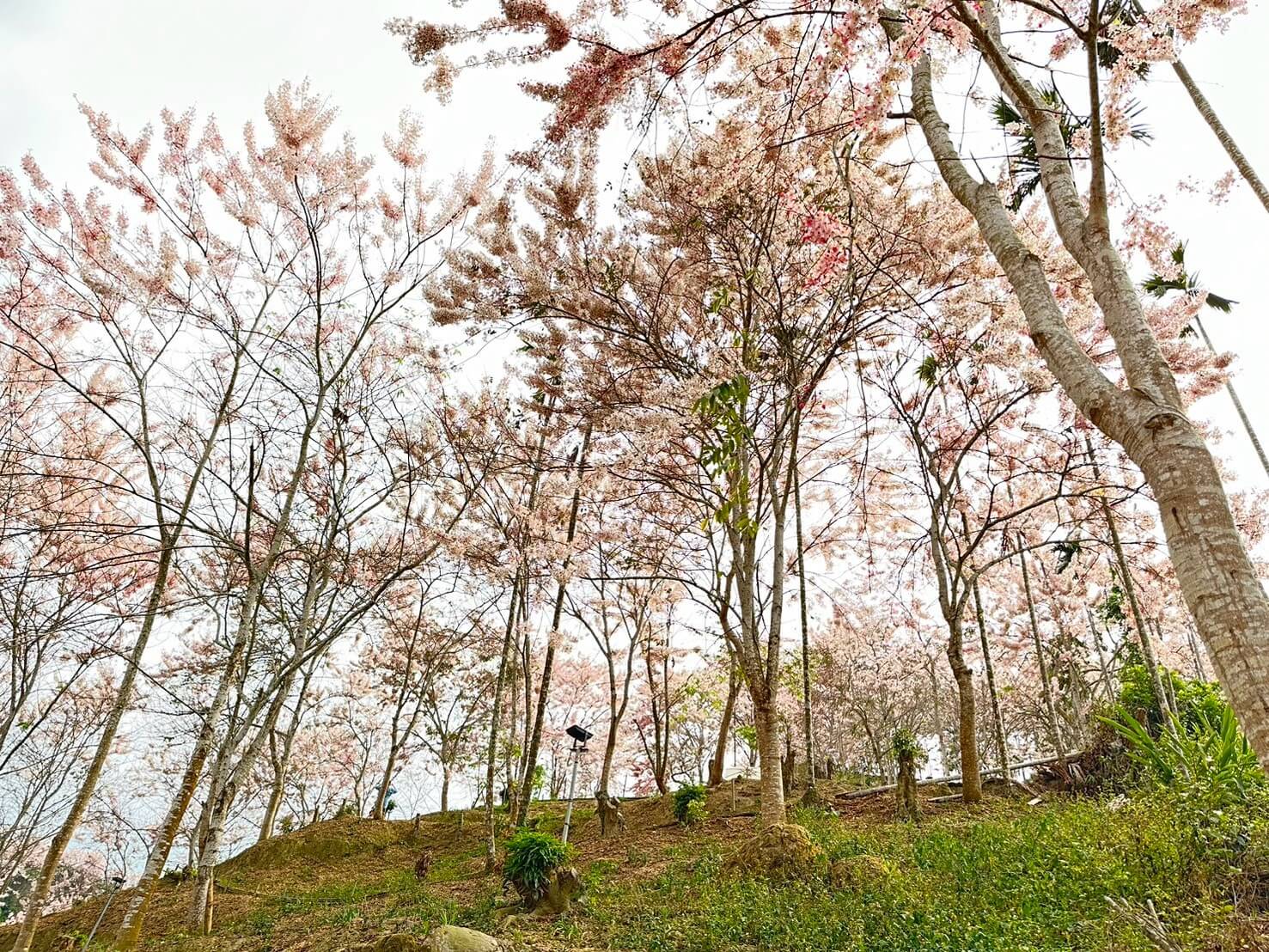 阿里山櫻花季：粉紅花海，浪漫邂逅